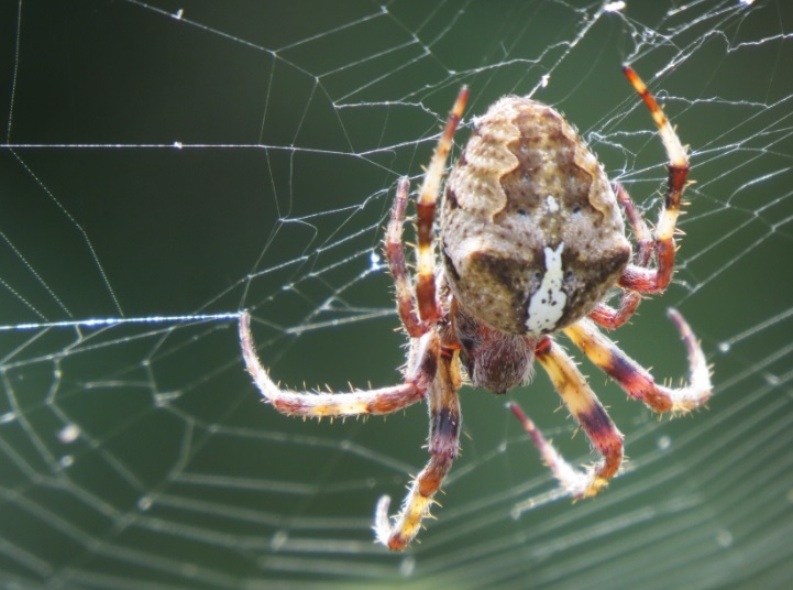 Araneus angulatus e Argiope bruennichi - Ravenna